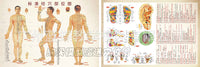 Acupuncture Point Human Body Model with Meridians for Teaching
