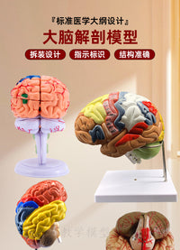教学仿真人体大脑解剖模型脑动脉构造脑神经脑模具脑功能区域色分