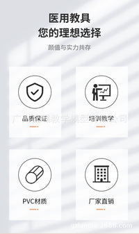 教学仿真人体大肠病理模型肠胃直肠痔疮病变解剖肠道疾病结肠病变