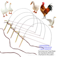 Stainless Steel Poultry Leg Bands for Chickens, Pheasants, and Ducks