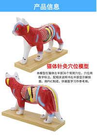 狗体针灸模型 猫体解剖模型 高还原度中医动物针灸犬常用穴位教具
