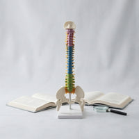 Colored Human Spine Model with Pelvis Upright Anatomical Spine Model Freestanding Medical for Chiropractors, Students, Teachers, Classroom, Medical Practice, Office