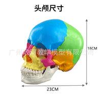 人体头颅骨着色模型 彩色头骨性分离模型带颈椎上色区分22块区域
