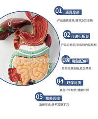 人体消化系统模型 消化道胃剖面 鼻咽喉 大小肠 胃解剖模型肛肠科