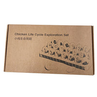 Chick Life Cycle Educational Toy for Kids 4-6 Years, DIY Science Kit