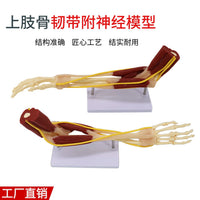 仿真人体手臂关节上肢骨肌肉神经韧带血管结构医学解剖骨骼模型