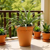 Plant Pots for House Plants and Indoor Plants, Pack of 3 Baroque Embossed Flower Pots, Terracotta Pots with Saucers and Drainage Holes, 6 Inch