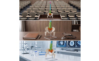 Human Skeleton Model Demonstration Skeleton Model with Stand Educational for Medical Students, Teachers, Classroom, Scientific Workspace, Office