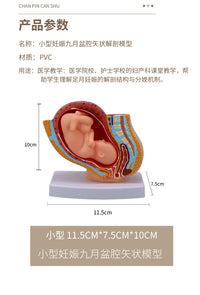妇产科 女性盆腔附足月胎儿模型 妊娠发育九个月胎儿子宫生殖模型