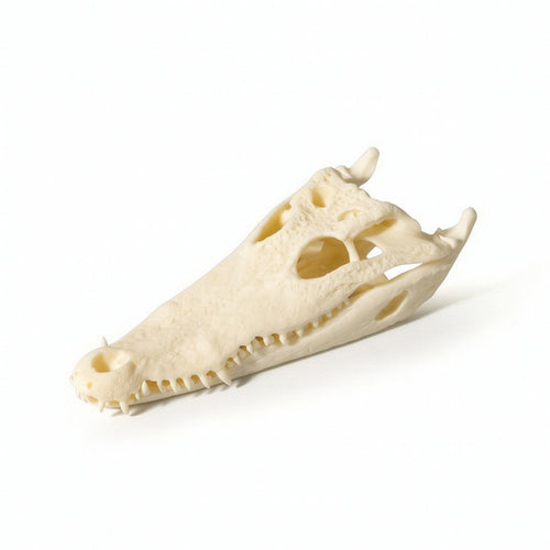 Skull Realistic Head with Open Jaw Easy to Clean for Study