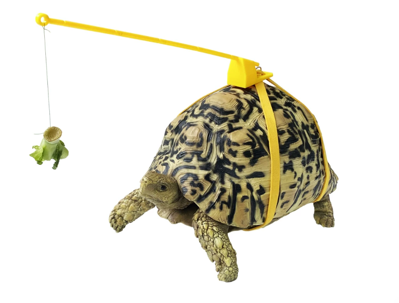 Blue / M
