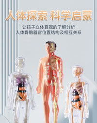 Human Body Structure Model with Organs and Skeleton for Educational Toy