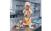 Torso Model with Removable Organs Anatomically Correct Physical Torso Model Hand Painted for Teachers, Students, Classroom