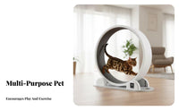 quiet Operation feline jogning Wheel scratch Grinding Surface Enclosed feline Exercise Wheel Multi-Functional Feline Treadmill Stable framework for felines, Dogs, Indoors, Apartment, Living Room, pet Shelter