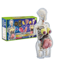 Transparent Pregnant Woman Anatomy Model for Medical Education