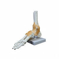 Structural Joint Model Detailed Display Life Size Joint Skeleton Mounted on Stand Human Foot Skeleton Model for Doctors