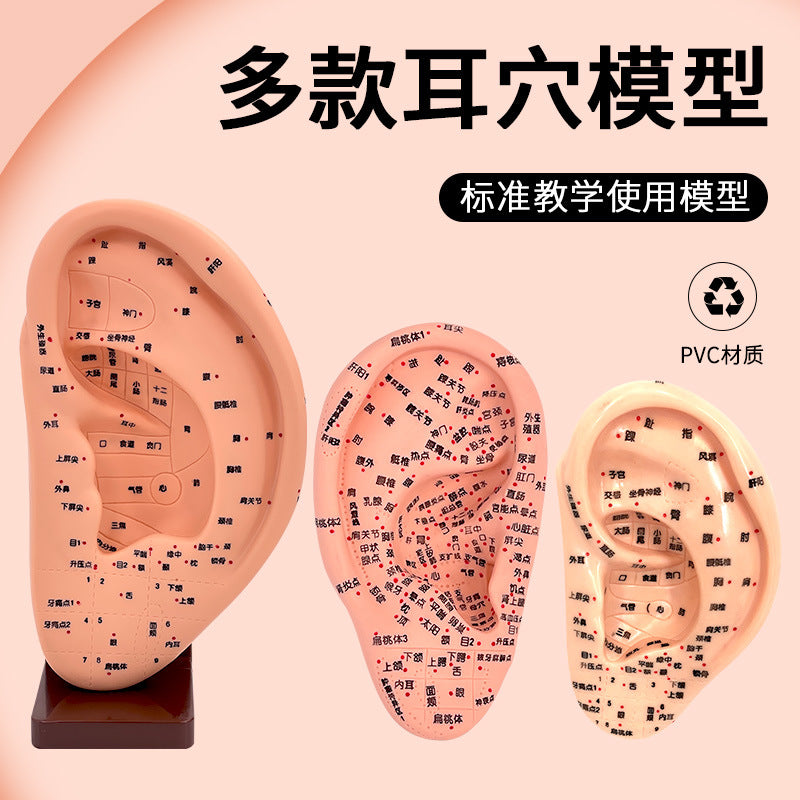 Ear Acupuncture Model with Stand, 13/16/22cm