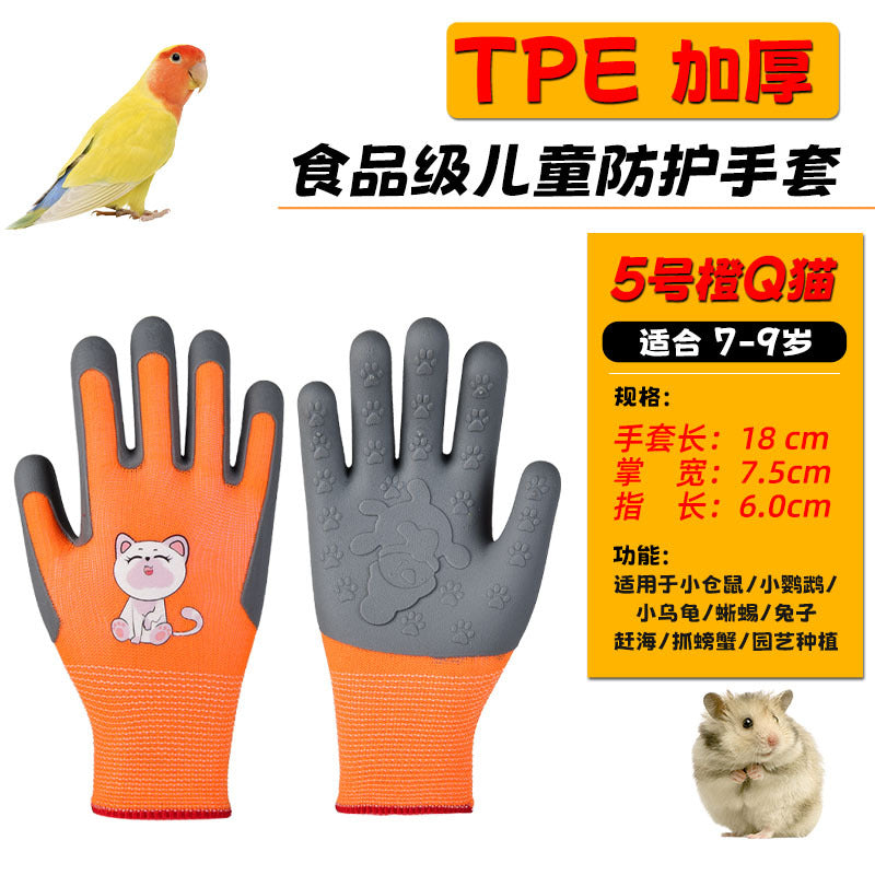 5 Orange Cat