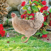 Acrylic Chicken Yard Art, Double-Sided Garden Stake for Outdoor Decor
