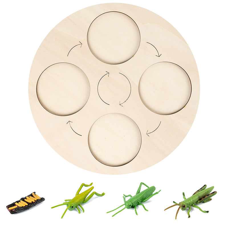 4-grid Cricket