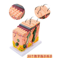 皮肤结构解剖模型教学组织层次立体构造 微整形缝合 美容医学模型
