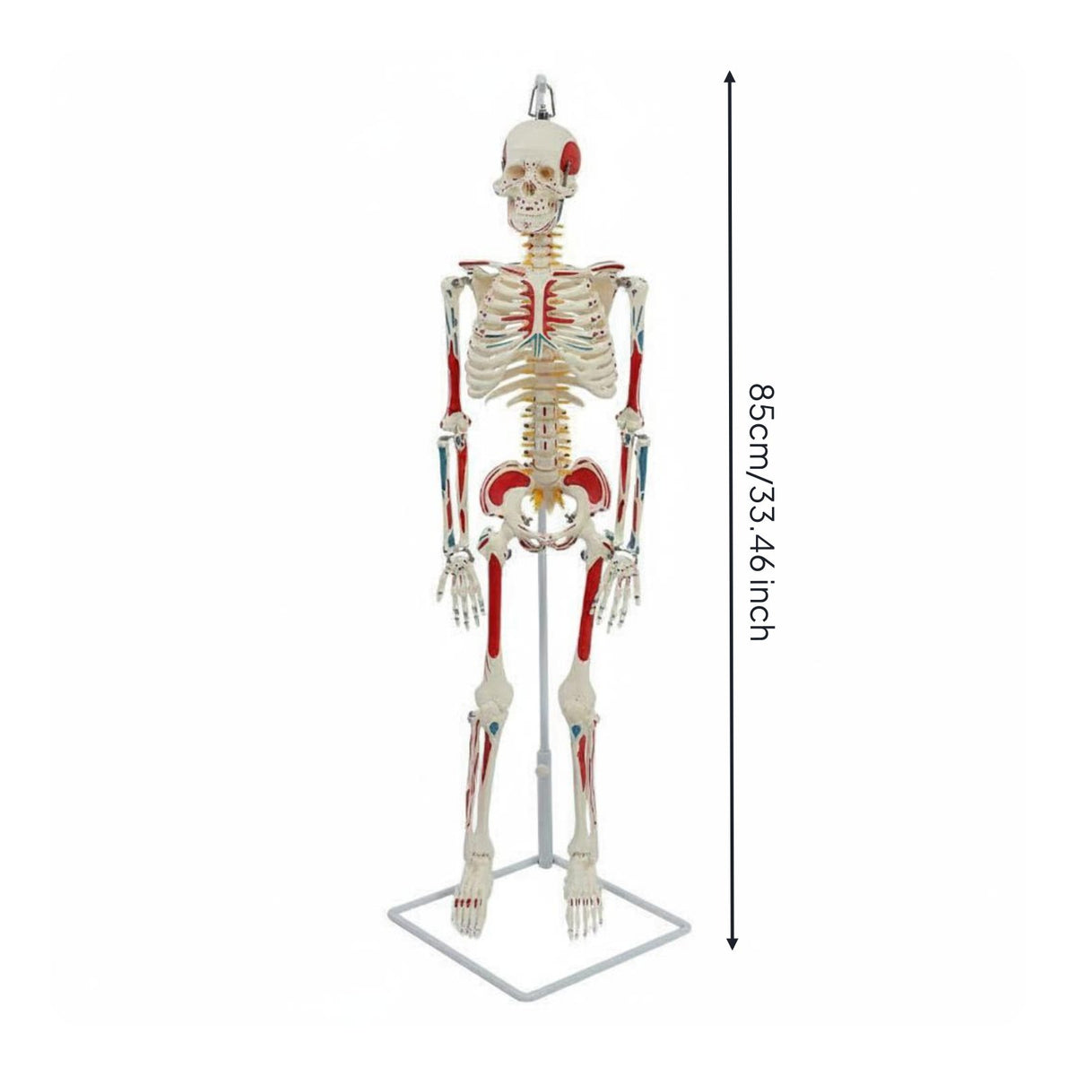 Flexible Spine Skeleton Model Nerve Features Flexible Skeleton Model