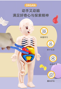 Simulated Human Skeleton Model Teaching Set STEAM Science Education DIY Assembly Toy for Students
