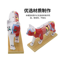 狗体针灸模型 猫体解剖模型 高还原度中医动物针灸犬常用穴位教具