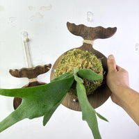 Wooden Wall-Mounted Staghorn Fern Planting Board