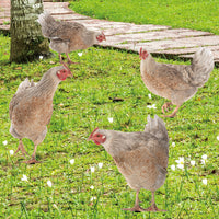 Acrylic Chicken Yard Art, Double-Sided Garden Stake for Outdoor Decor
