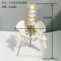 理月股骨脊神经骨骼模型 妇产科骨科疼痛科标本小型5节腰椎带骨盆