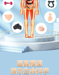 Human Body Structure Model with Organs and Skeleton for Educational Toy
