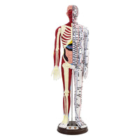 Human Acupuncture Model with Half Skin Half Muscle, 60cm