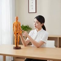 TCM Training Model Clear Labels Full Body Needle Therapy Figure for Classroom