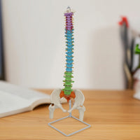 Human Skeleton Model Demonstration Skeleton Model with Stand Educational for Medical Students, Teachers, Classroom, Scientific Workspace, Office