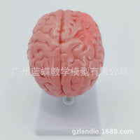 Human Brain Anatomy Model for Stroke and Brain Disease Education