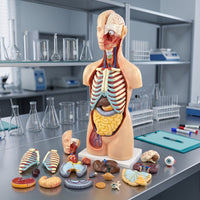 Torso Model with Removable Organs Anatomically Correct Physical Torso Model Hand Painted for Teachers, Students, Classroom