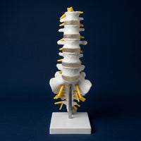 Human Spine Model Vertebrae Model Anatomical for Classroom