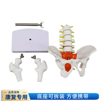 动态女性腰椎骨盆骨骼模型关节可活动迷你小盆骨产康人体医用骨架