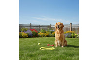 Reusable Frisbee Hoop Hollowcenter Design Flying Hoop Disc Long-Lasting Throw and Retrieve Disc Lightweight for Pets, Kids, Park, Yard