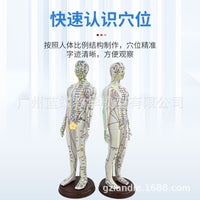 52CM Acupuncture Meridian Human Body Model with Acupuncture Points for Practice