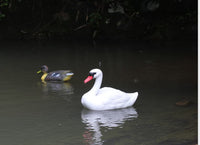 Black and White Swan Ornament PE Blow Molded Garden Decoration