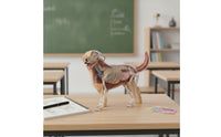 Dog Physiology Model with Detachable Parts Clear-Bodied Dog Physiology Model Educational for Pet Health Students
