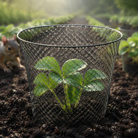 Tapered Plant Enclosure Metal Seedling Protector Black for Seedlings