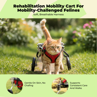 Adjustable wheelchair for disabled cats