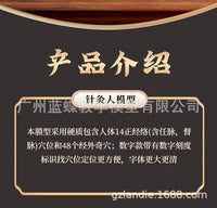 Acupuncture Point Human Body Model with Meridians for Teaching
