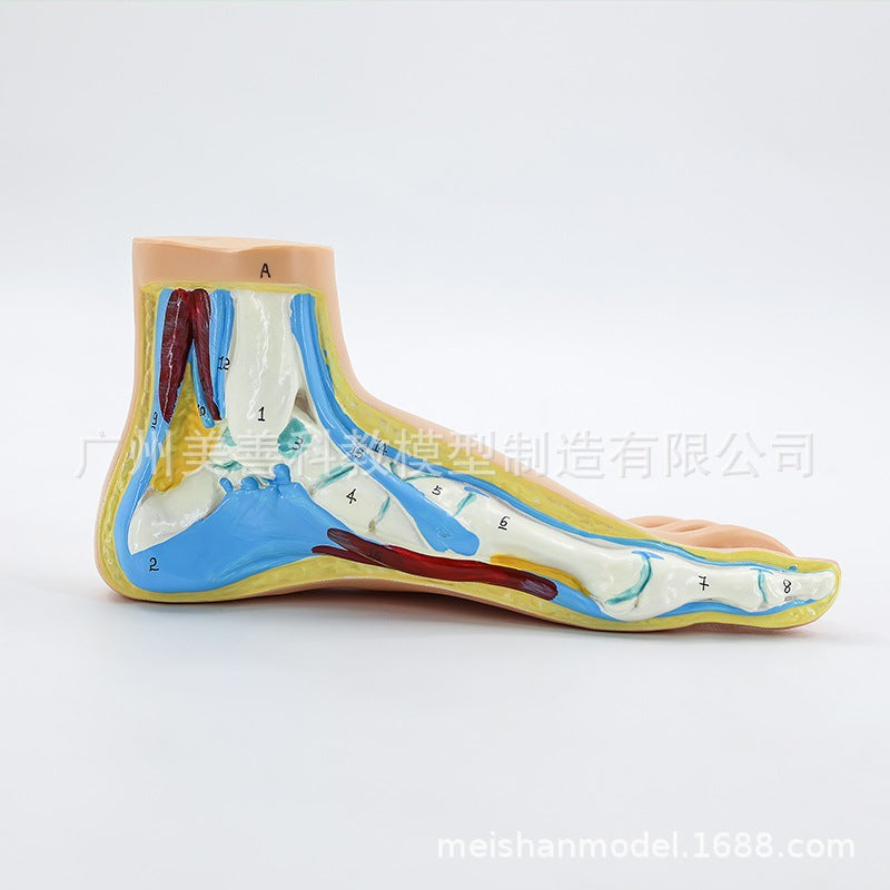 Normal Foot-handwrit