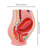 Postpartum Pelvis Model Sectional Teaching Aid Realistic Colors for Classroom