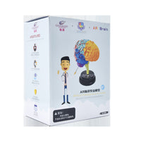Yigao Science Toy Human Organ Model Disassembled Brain Puzzle