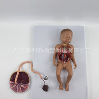 胎儿血液循环模型 出生婴儿脐带胎盘模型 婴儿内脏 可拆卸组装
